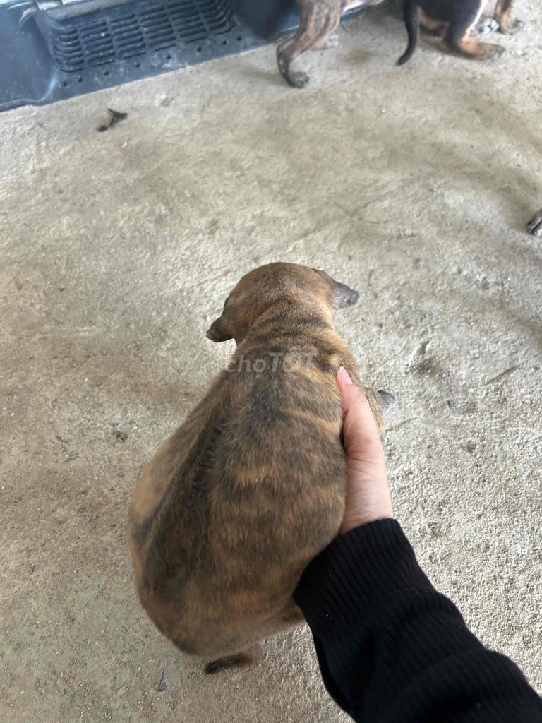 Chó Phú Quốc lai Rottweiler Đực Cái. Mua bán Chó tại Huyện Chơn Thành Bình Phước được đăng bởi Thu Hồng hình 1