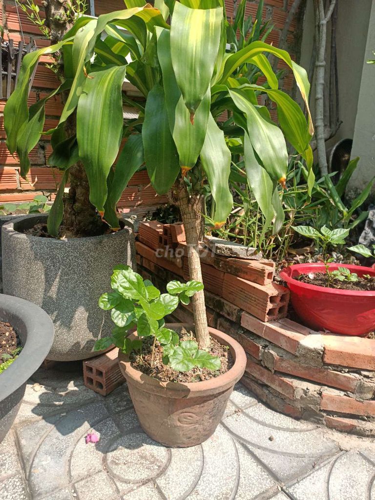 Cây cảnh Huệ mưa chậu treo Sống khoẻ. Mua bán Cây cảnh, đồ trang trí tại Huyện Hóc Môn Tp Hồ Chí Minh được đăng bởi Lạc Trôi hình 1