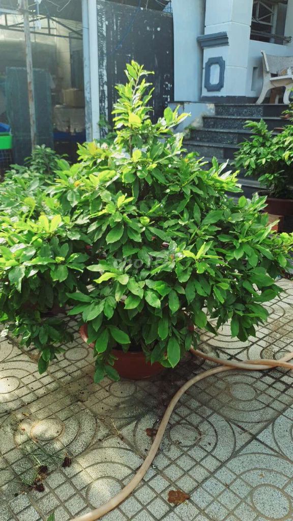 Cây mai cảnh xanh lá cây to. Mua bán Cây cảnh, đồ trang trí tại Thành phố Thủ Đức Tp Hồ Chí Minh được đăng bởi vinhcaycanh hình 1