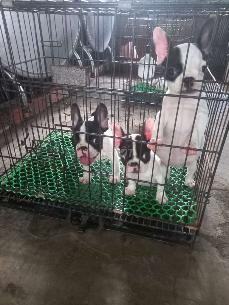 Chó Pug Pháp. Mua bán Chó tại Huyện Ba Tri Bến Tre được đăng bởi Phan Bảo Toàn hình 5