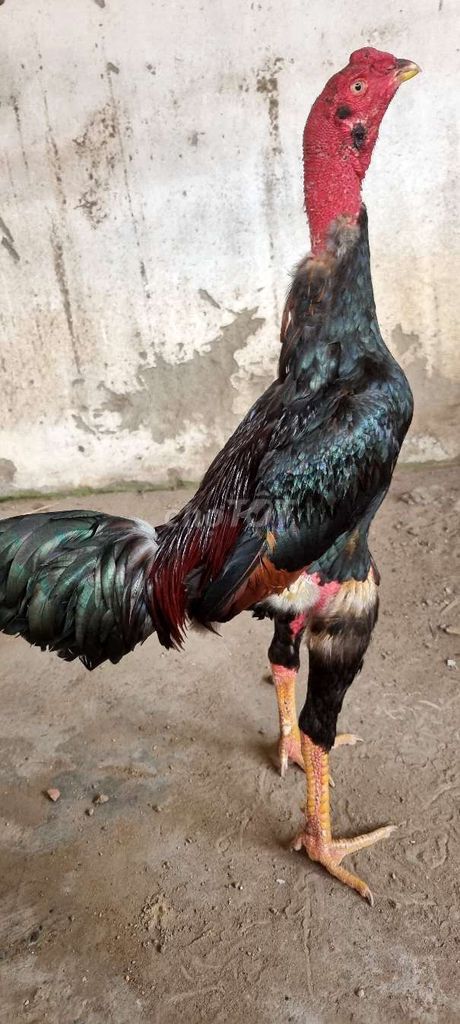 Gà Bình Định Tía chân vàng 3.3kg. Mua bán Gà tại Huyện Củ Chi Tp Hồ Chí Minh được đăng bởi Chicken Shop  hình 1