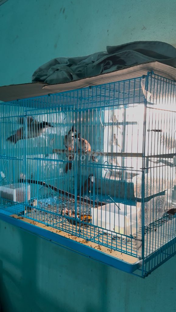 Cần bán 5 con chim chào mào bộ to thiếu lông