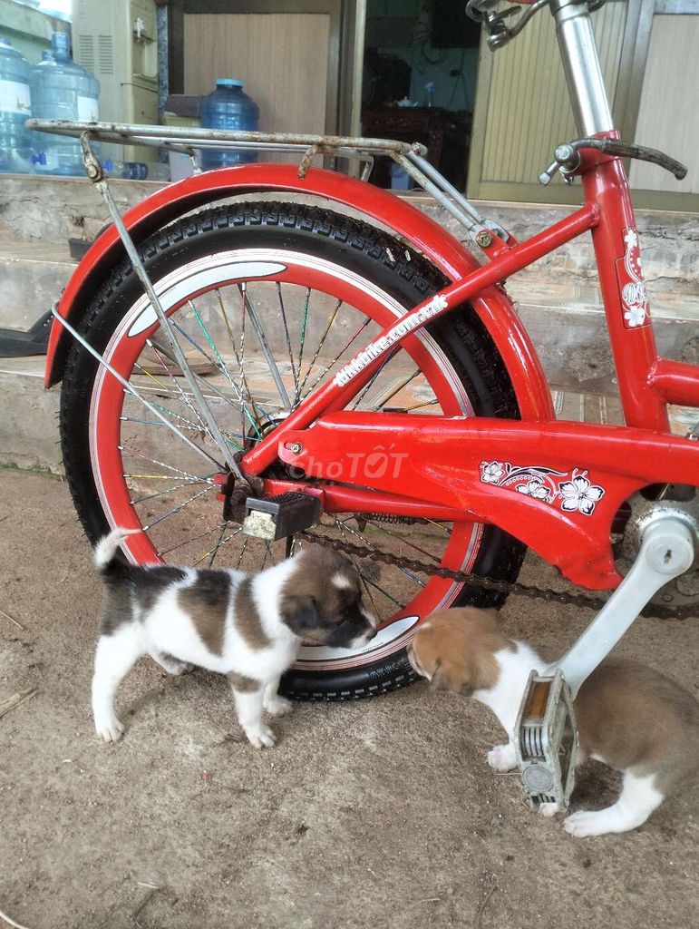 Mua xe đạp tặng con chó. Mua bán Xe đạp tại Thành phố Bà Rịa Bà Rịa - Vũng Tàu được đăng bởi haohao hình 4