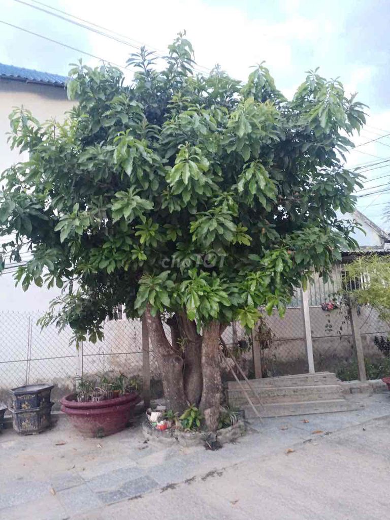 Cây lộc vừng 20 năm tuổi phong thủy khỏe mạnh. Mua bán Cây cảnh, đồ trang trí tại Thành phố Nha Trang Khánh Hòa được đăng bởi Kha Tran hình 1