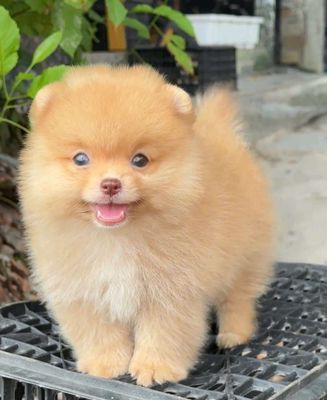 Cần tìm chủ cho chó Pomeranian nâu nhạt. Mua bán Chó tại Quận Gò Vấp Tp Hồ Chí Minh được đăng bởi Khanh Linh Pham