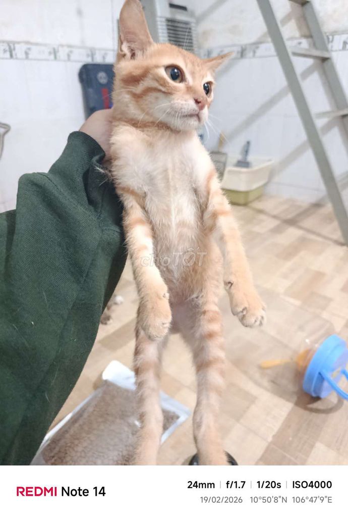 tặng Mèo con màu vàng cam. Mua bán Mèo tại Thành phố Thủ Đức Tp Hồ Chí Minh được đăng bởi Hoài Thiện hình 1