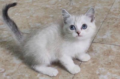 Mèo anh lông ngắn đáng yêu mắt xanh 2 tháng