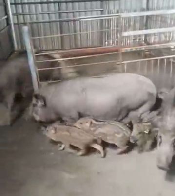 Heo nuôi 3,5kg đến 5kg 1con đã làm vacxin ❤❤❤. Mua bán Thú cưng khác tại Thành phố Thủ Đức Tp Hồ Chí Minh được đăng bởi chuyên cung cấp gà đông tảo thuần chủng 