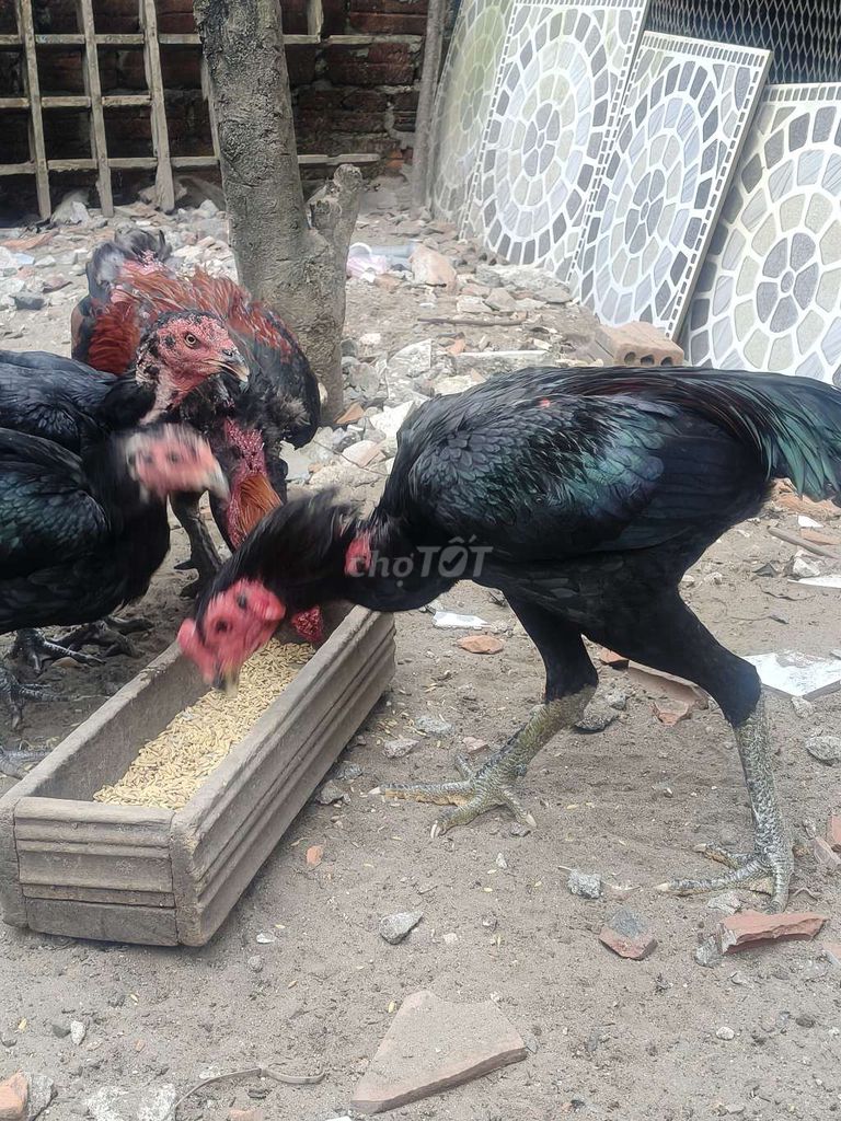 Gà chọi Đen Đực. Mua bán Gà tại Quận Ngũ Hành Sơn Đà Nẵng được đăng bởi Nguyen Thang hình 1