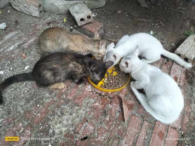 Cần bán 4 chú mèo như hình. Mua bán Mèo tại Quận 12 Tp Hồ Chí Minh được đăng bởi thịnh