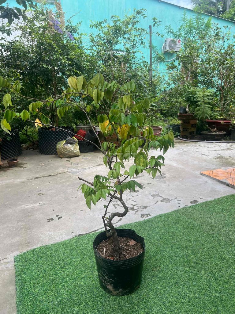 Cây Khế Gân đang trái. Mua bán Cây cảnh, đồ trang trí tại Quận Cái Răng Cần Thơ được đăng bởi Cây Cảnh Giá Rẻ hình 1