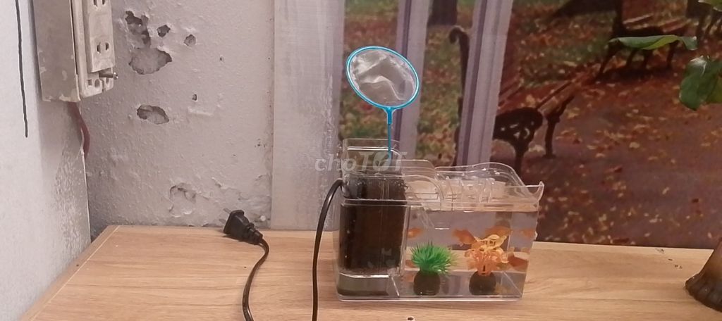 Cá mun 5 con khỏe mạnh. Mua bán Thú cưng khác tại Quận Long Biên Hà Nội được đăng bởi Ng Tú Linh hình 1