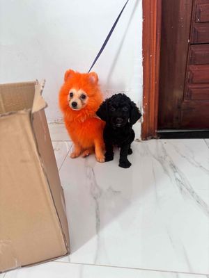 Phốc sốc ,Pom , dưới 5 tháng tuổi . Tìm nhà. Mua bán Chó tại Quận Gò Vấp Tp Hồ Chí Minh được đăng bởi mỹ linh