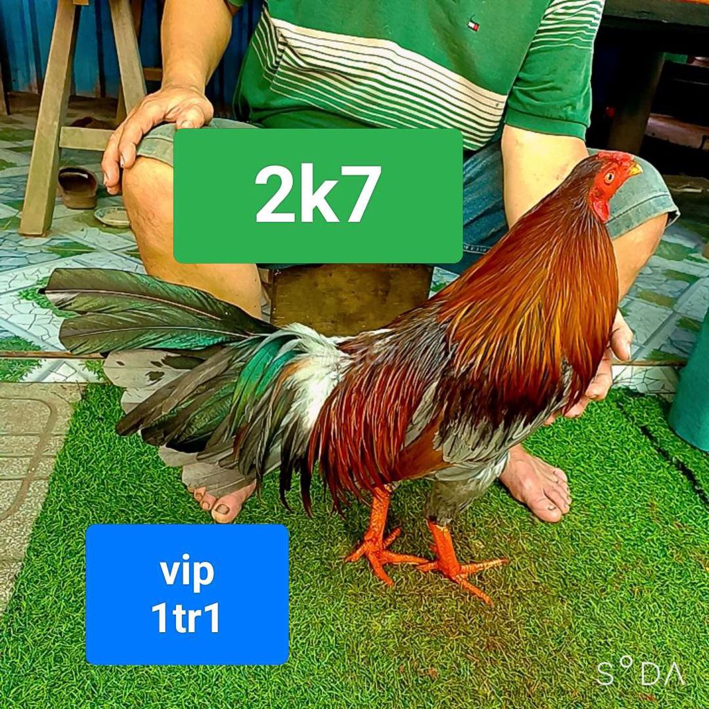 xám. 2k7. vip. Mua bán Gà tại Huyện Mỏ Cày Bắc Bến Tre được đăng bởi Đinh Vũ Linh gà đá Bến Tre hình 1