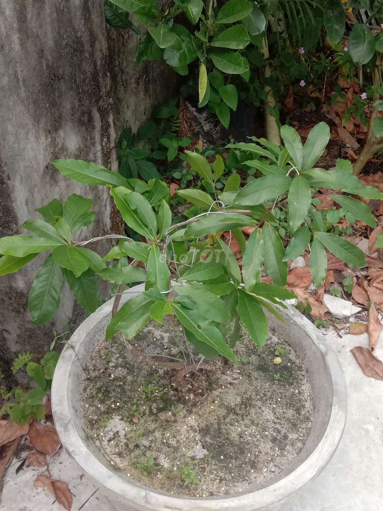 Mai vàng Huế. Mua bán Cây cảnh, đồ trang trí tại Huyện Phú Vang Thừa Thiên Huế được đăng bởi Toan Ngo hình 1