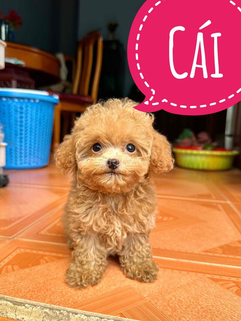Chó Poodle Tiny đực cái nâu đỏ tiêm 2 mũi vaccin. Mua bán Chó tại Thành phố Biên Hòa Đồng Nai được đăng bởi Bingu Petshop  hình 3