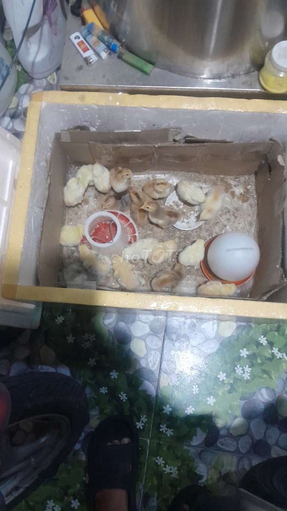 Gà ta, Gà lai Đông Tảo non. Mua bán Gà tại Huyện Hóc Môn Tp Hồ Chí Minh được đăng bởi liêm lê thanh hình 1