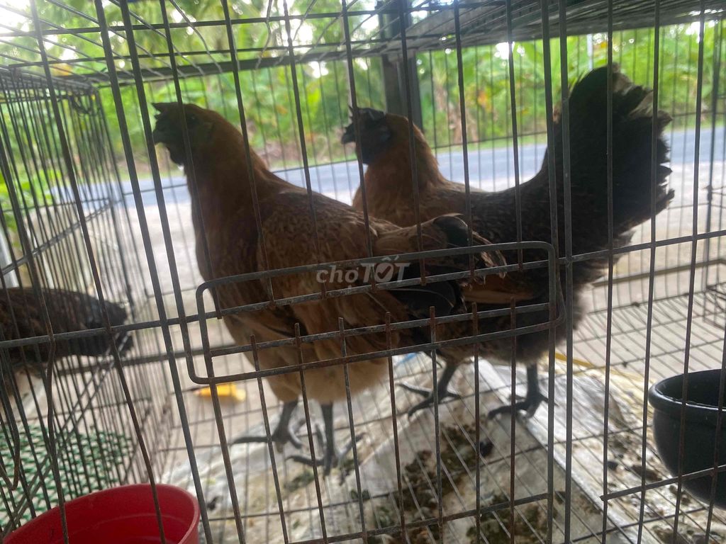 Gà HMông thịt đen chất lượng cao. Mua bán Gà tại Huyện Phụng Hiệp Hậu Giang được đăng bởi Nguyen ba Manh hình 1