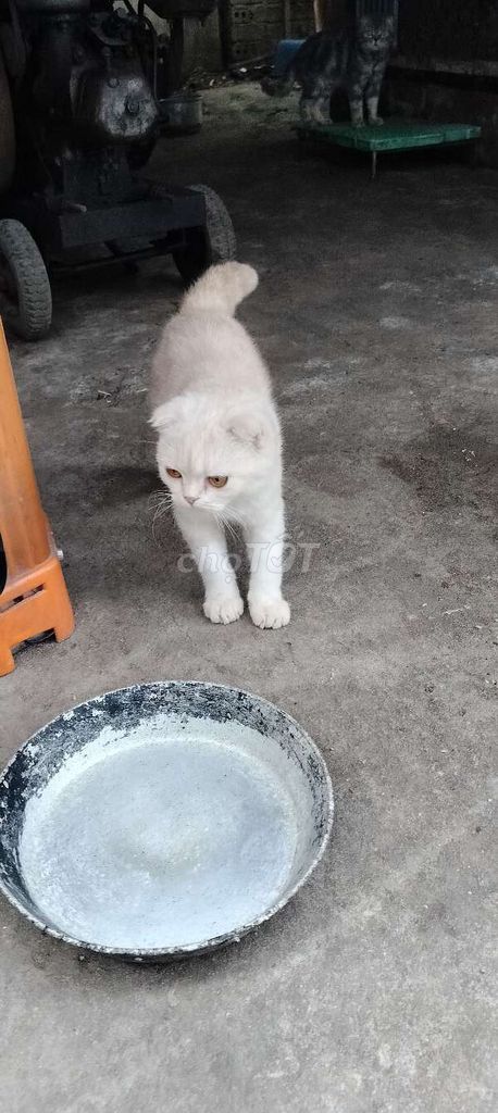 Mèo ALN đực 6 tháng tuổi. Mua bán Mèo tại Huyện Phú Xuyên Hà Nội được đăng bởi Tranthevinh hình 1