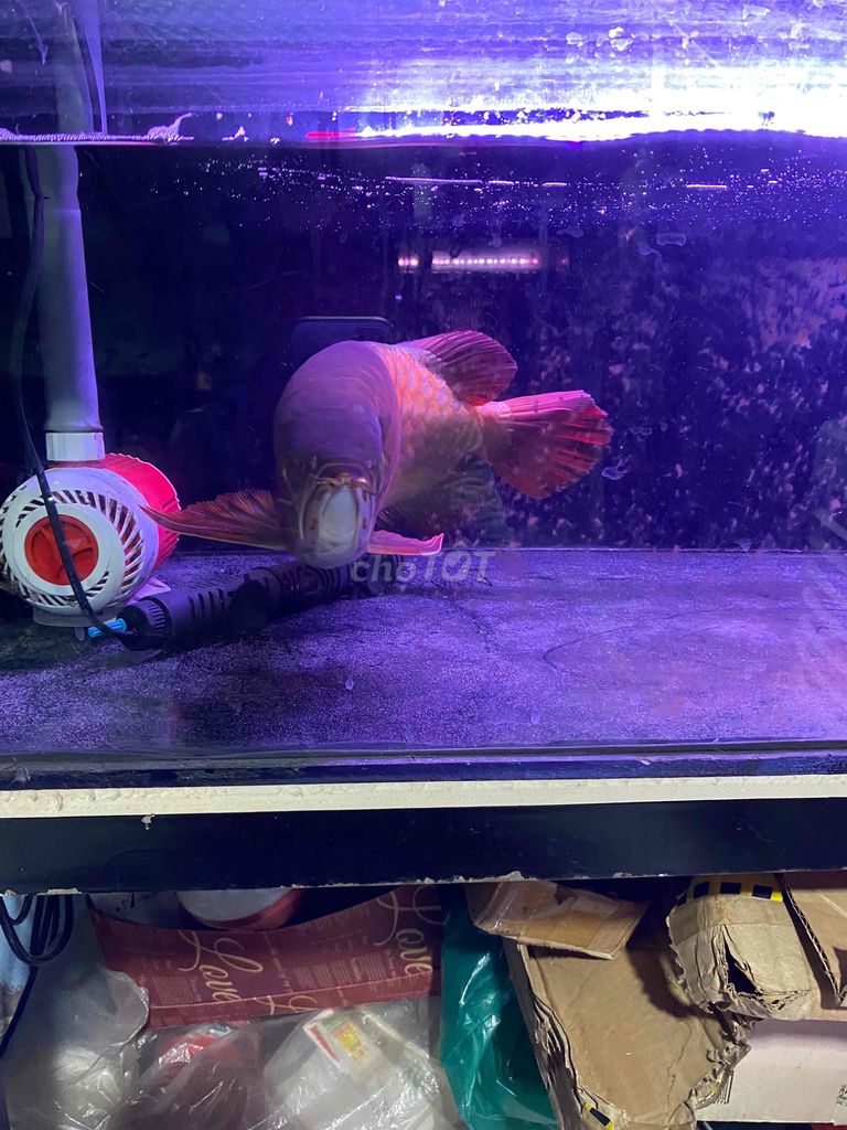 cá huyết long. Mua bán Thú cưng khác tại Thị xã Tân Uyên Bình Dương được đăng bởi Khoa hình 5