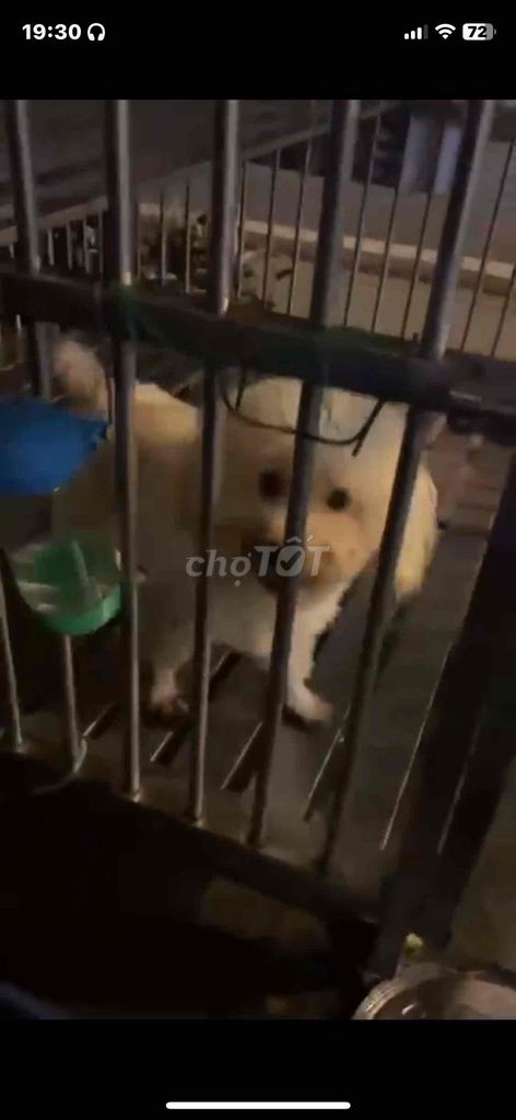 Poodle thuần chủng , đực giống, siêu lùn, phối 1tr. Mua bán Chó tại Quận 8 Tp Hồ Chí Minh được đăng bởi Cửa Hàng Thanh Lý Đồ Cũ Mới hình 2