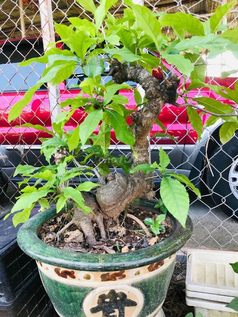 cây bonsai