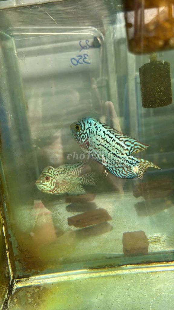 Cá La Hán Kamfa F2 Full châu sáng. Mua bán Thú cưng khác tại Quận Bình Tân Tp Hồ Chí Minh được đăng bởi Mỹ Đức Computer hình 1