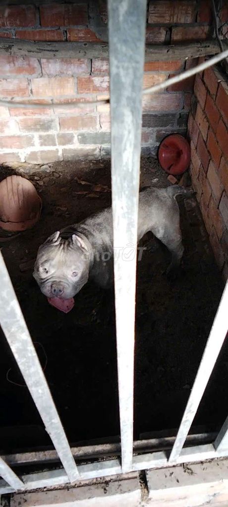 Chó Pitbull Xám. Mua bán Chó tại Huyện Trà Ôn Vĩnh Long được đăng bởi YUMI hình 1