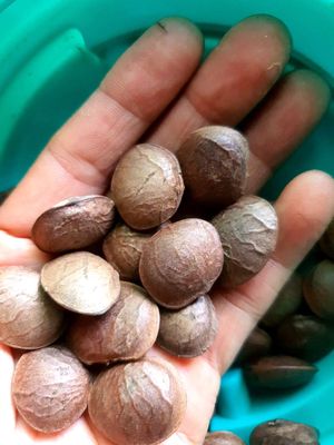 Combo 20 hạt giống sachi. Mua bán Đồ ăn, thực phẩm và các loại khác tại Huyện Cầu Ngang Trà Vinh được đăng bởi Huong Nguyen