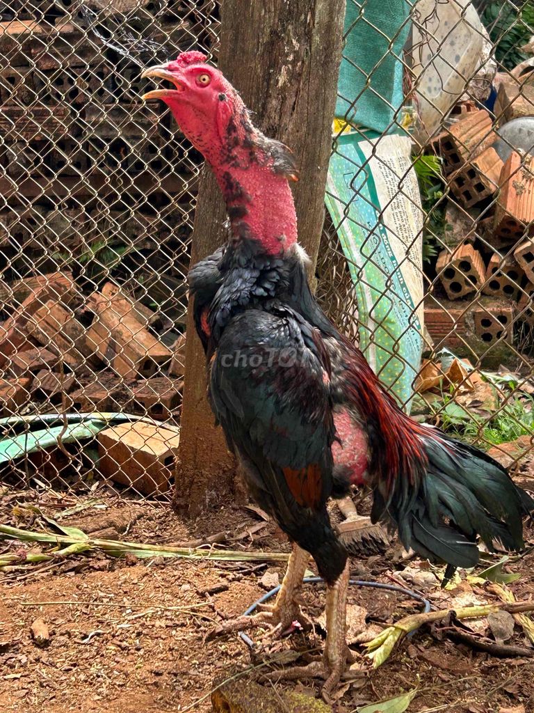 Gà trống Đen Đỏ Đực. Mua bán Gà tại Huyện Krông Pắc Đắk Lắk được đăng bởi gia phúc hình 1
