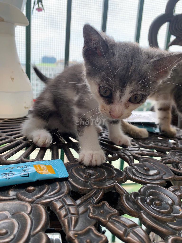 Cần tìm chủ yêu thương các bé mèo đáng yêu