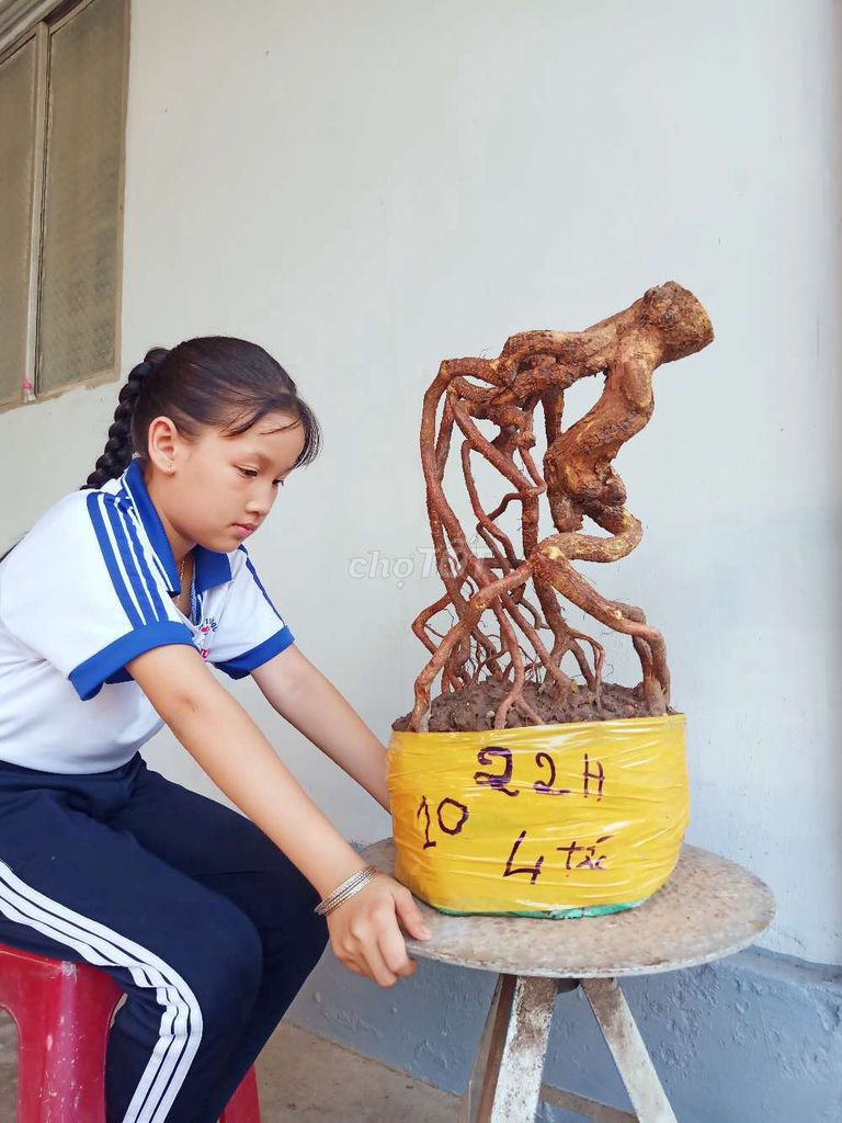 Mai vàng đế sổ 40cm hoành 22cm. Mua bán Cây cảnh, đồ trang trí tại Huyện Tam Bình Vĩnh Long được đăng bởi canh hình 1
