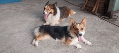 tìm người đón 2 bé corgi tricolor.