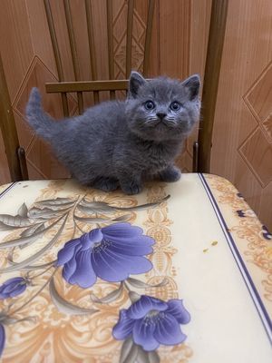 Mèo Anh chân Lùn, lông thảm, cái 2 tháng Xám xanh