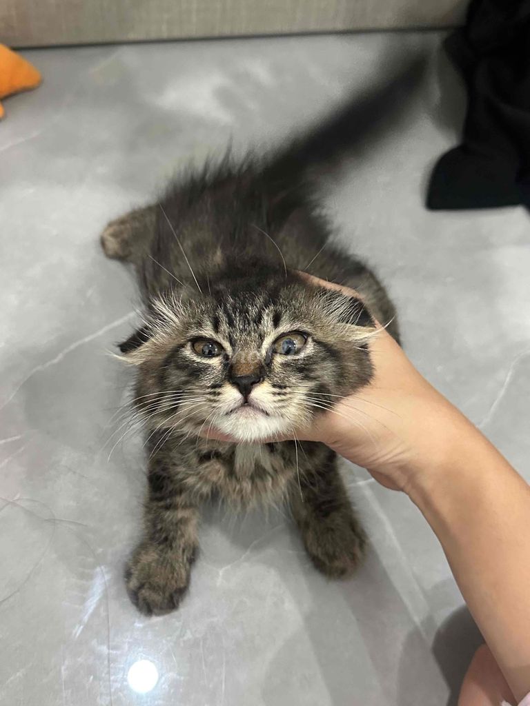Mèo Đực Vằn tabby Lông dài Gần 3 tháng. Mua bán Mèo tại Quận Cầu Giấy Hà Nội được đăng bởi Nguyễn Lâm hình 1