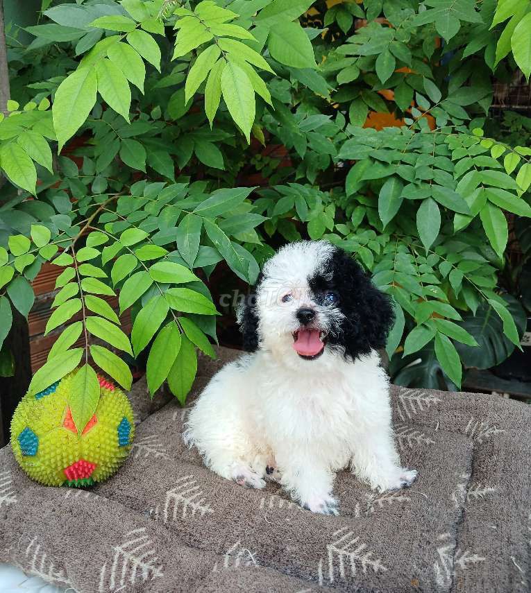 Cần chia sẻ Poodle bò sữa cute mini dễ thương 😍