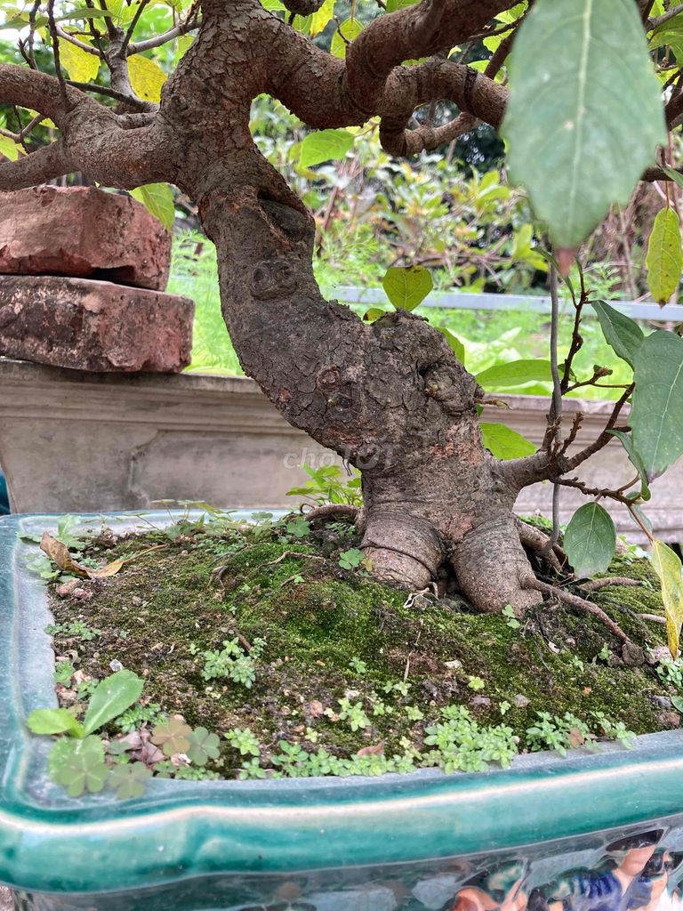 xung bonsai