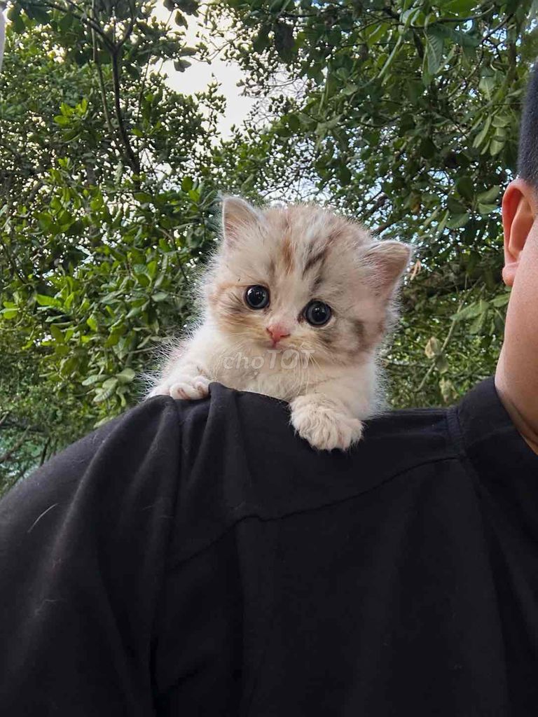 Mèo Tam Thê Chân Lùn. Mua bán Mèo tại Huyện Đồng Phú Bình Phước được đăng bởi Tran Luc hình 1