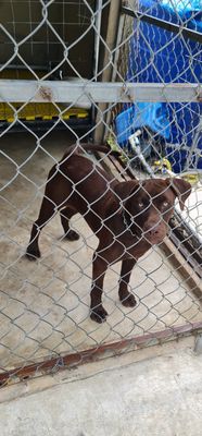 Cần thanh lý em pitbull cái hơn 7 tháng, 23kg. Mua bán Chó tại Huyện Bình Chánh Tp Hồ Chí Minh được đăng bởi Minh Duy