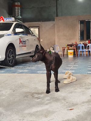 Thú Cưng. Mua bán Chó tại Thành phố Bắc Ninh Bắc Ninh được đăng bởi Ngọc Quân