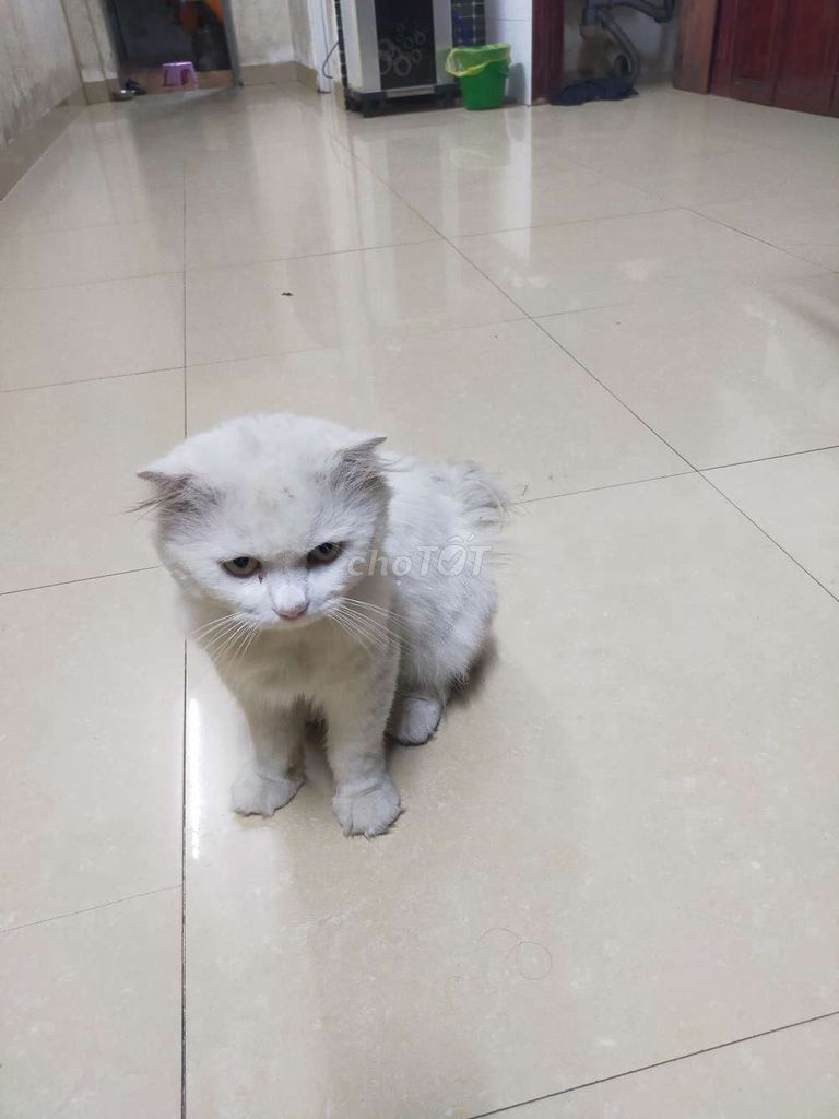 Mèo Anh lông dài đực 1 tuổi. Mua bán Mèo tại Thành phố Thanh Hóa Thanh Hóa được đăng bởi Minh Nghĩa Lê hình 1