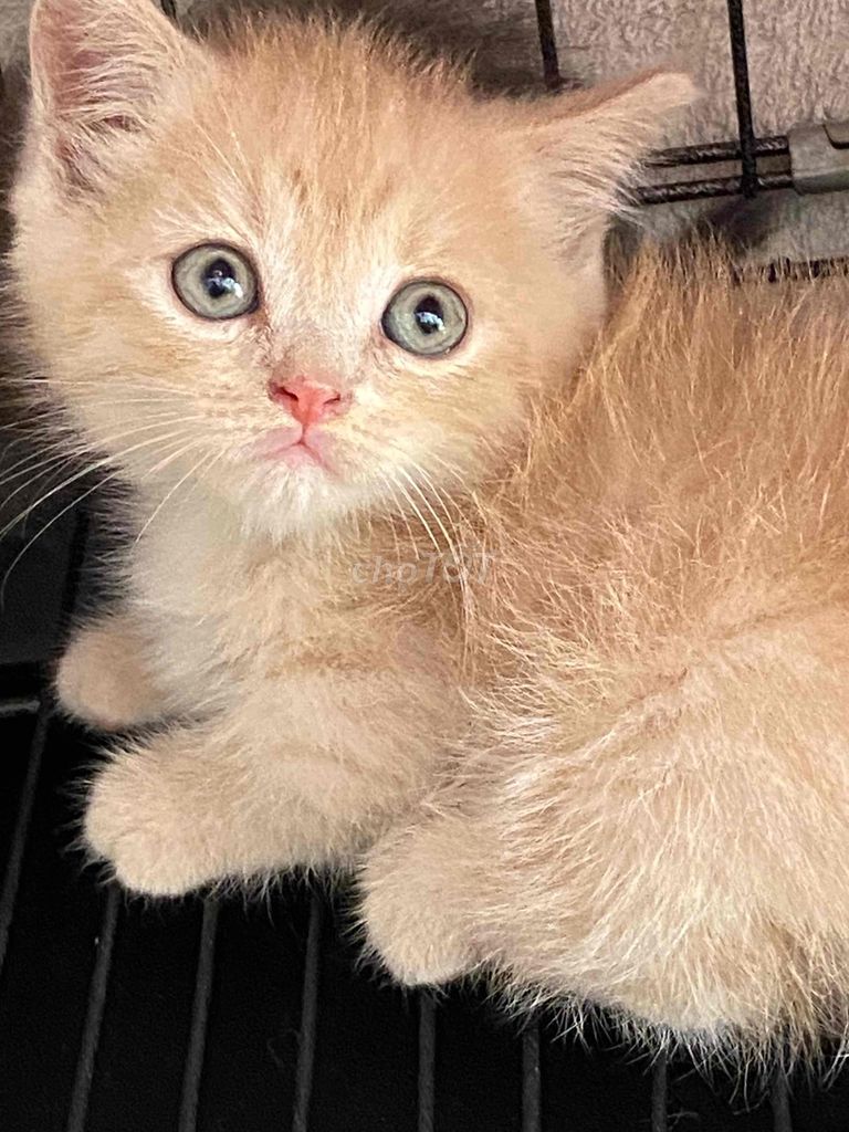 Mèo Anh lông ngắn muchkin chân lùn cam đực. Mua bán Mèo tại Quận 8 Tp Hồ Chí Minh được đăng bởi Mèo Meo hình 1