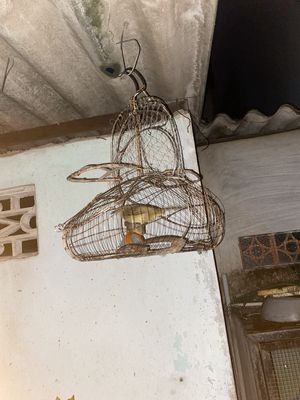 Chim hoạch hoạch bôi. Mua bán Chim tại Huyện Bến Lức Long An được đăng bởi Pham kiêt