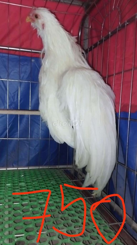 Gà tre Tân Châu Trống Trắng Trích râu. Mua bán Gà tại Huyện Đông Anh Hà Nội được đăng bởi Trại Gà Tre Gà Chọi Hà Nội hình 1