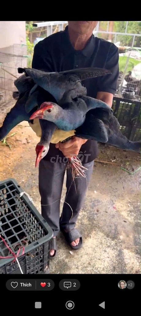 Chim trích cồ Xanh trên 5 lạng. Mua bán Chim tại Quận Long Biên Hà Nội được đăng bởi tổng kho gia dụng  hình 1