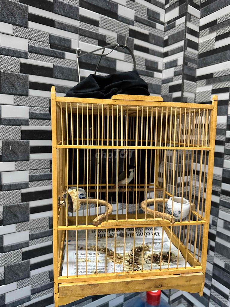 Chim chào mào lồng gỗ màu nâu. Mua bán Chim tại Quận Thanh Khê Đà Nẵng được đăng bởi Lê Trường Giang hình 1