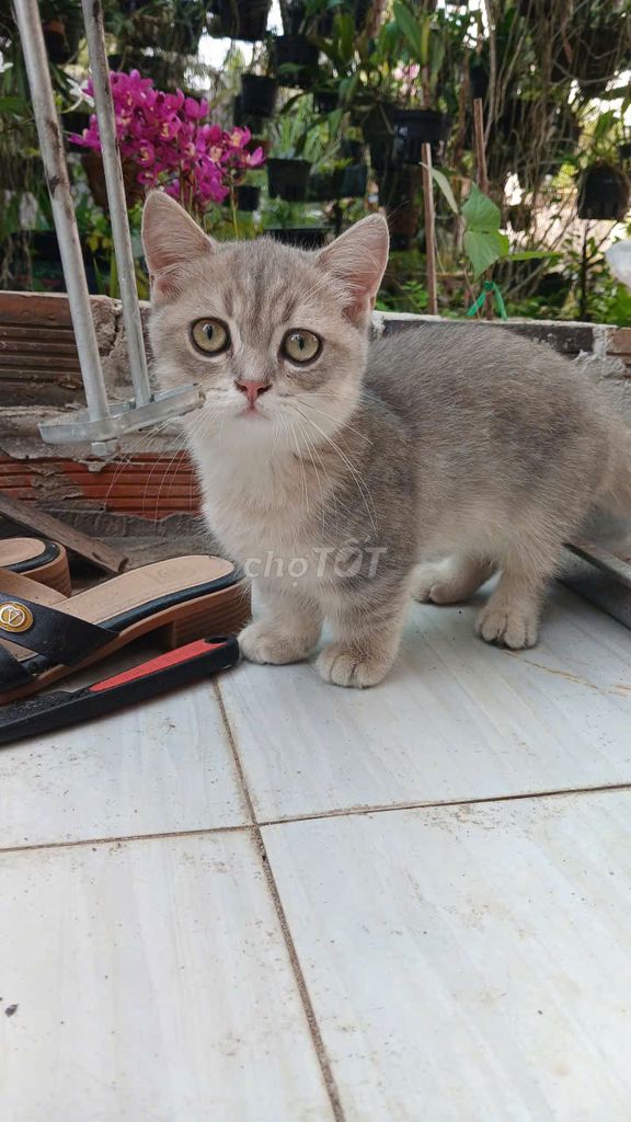 Mèo Munchkin chân lùn đực 4 tháng. Mua bán Mèo tại Quận Bình Thuỷ Cần Thơ được đăng bởi Nguyễn Hoà hình 1