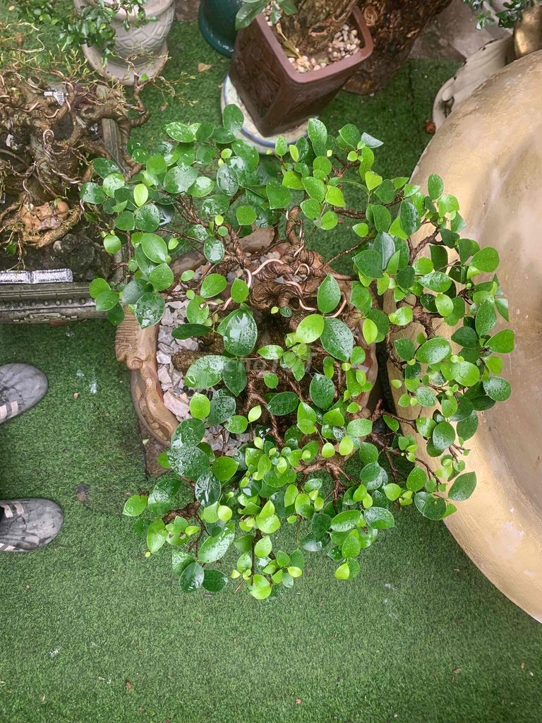 Cây cảnh Si đá lùn chậu Gốm. Mua bán Cây cảnh, đồ trang trí tại Quận Kiến An Hải Phòng được đăng bởi Cảnh Dương hình 1