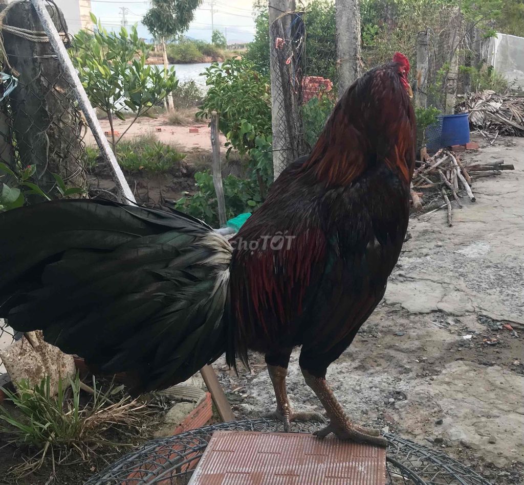 Gà chọi Đen Đỏ 3.6kg. Mua bán Gà tại Huyện Giang Thành Kiên Giang được đăng bởi sâm  hình 1