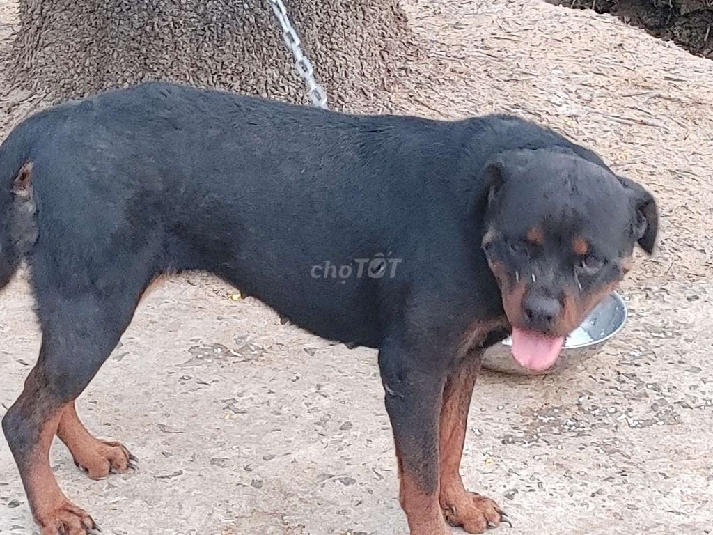 Chó Rottweiler.Chuẩn Giống